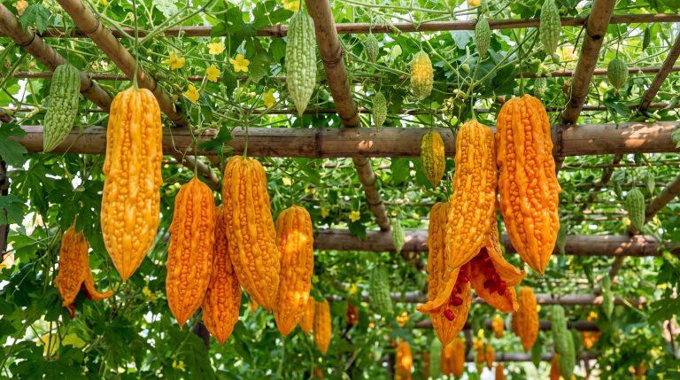Balzsamkörte (momordica charantia)