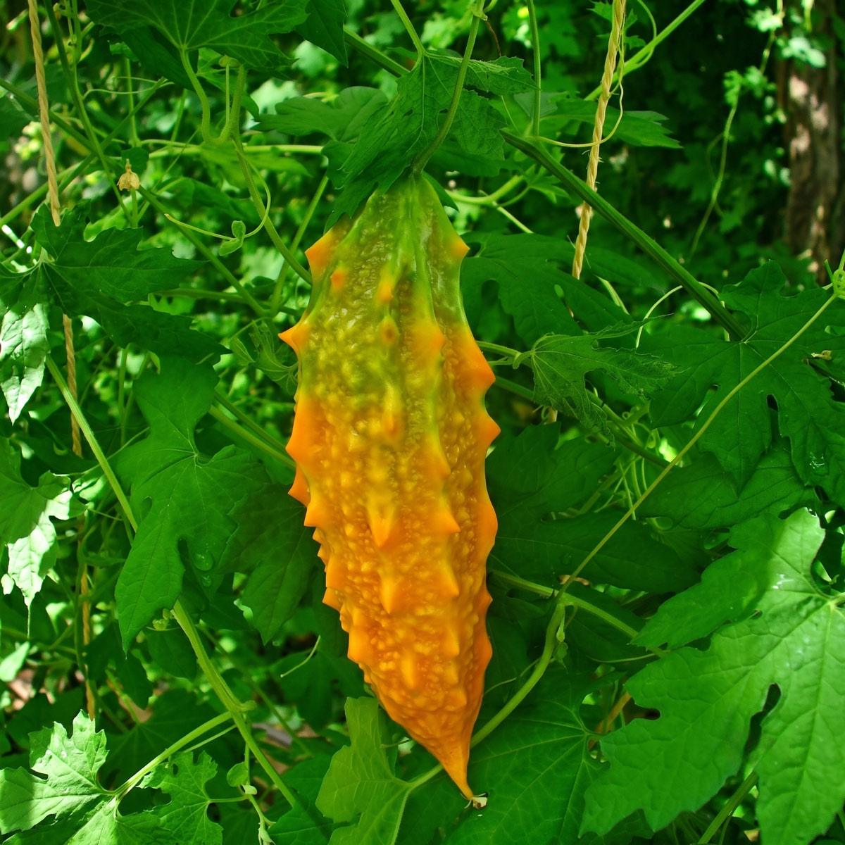Balzsamkörte (momordica charantia) gyümölcs Balzsamkörte (momordica charantia) gyümölcs