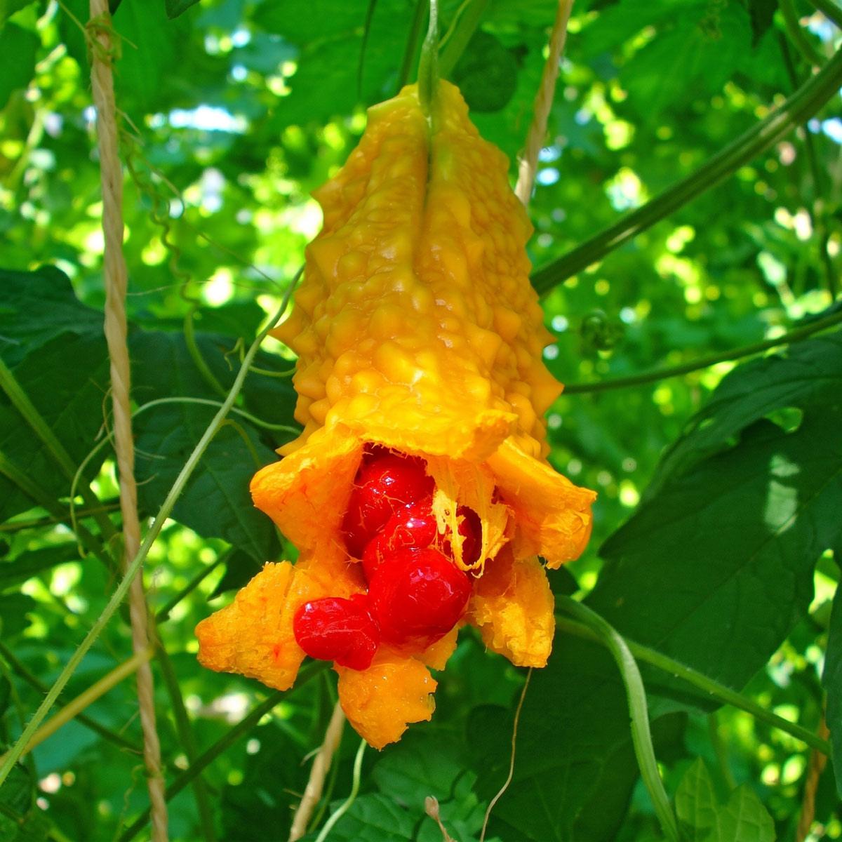 Balzsamkörte (momordica charantia) gyümölcse Balzsamkörte (momordica charantia) gyümölcse