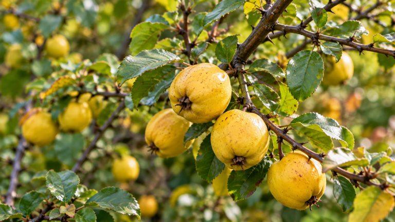 Japanbirs chaenomeles japonica erett sarga termese